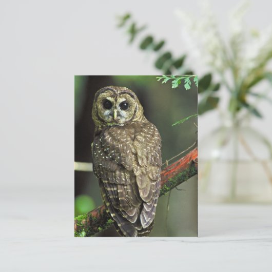 フクロウ ポストカード (スタンド正面)