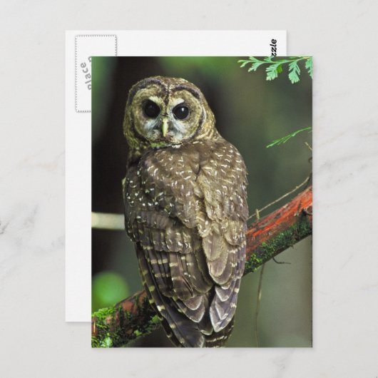 フクロウ ポストカード (正面/裏面)