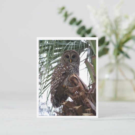 フクロウ ポストカード (スタンド正面)