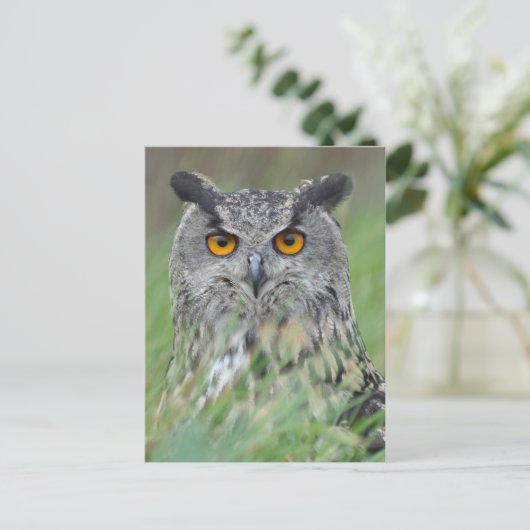 フクロウ ポストカード (スタンド正面)