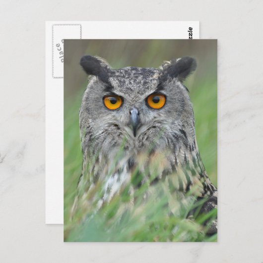 フクロウ ポストカード (正面/裏面)