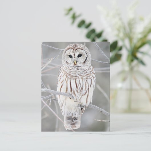 フクロウ ポストカード (スタンド正面)