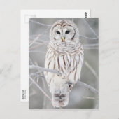 フクロウ ポストカード (正面/裏面)