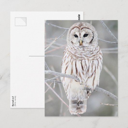 フクロウ ポストカード (正面/裏面)