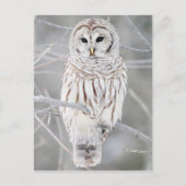 フクロウ ポストカード (正面)