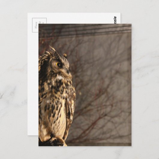 フクロウ ポストカード (正面/裏面)