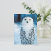 フクロウ ポストカード (スタンド正面)