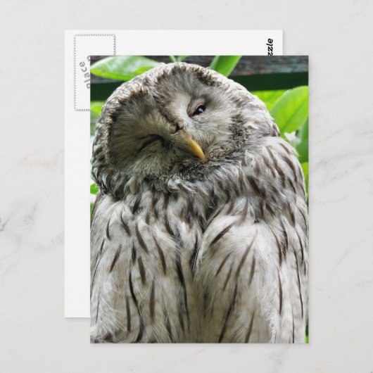 フクロウ ポストカード (正面/裏面)
