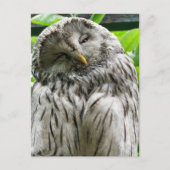 フクロウ ポストカード (正面)