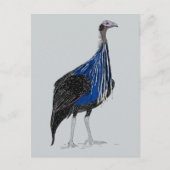 フクロウ ポストカード (正面)