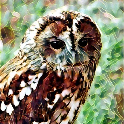 フクロウ ポストカード