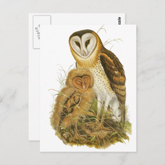 フクロウ ポストカード (正面/裏面)