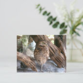 フクロウ ポストカード (スタンド正面)