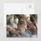 フクロウ ポストカード (正面/裏面)