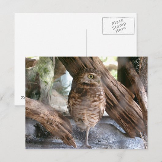 フクロウ ポストカード (正面/裏面)