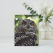フクロウ ポストカード (スタンド正面)