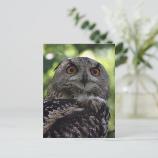 フクロウ ポストカード (スタンド正面)