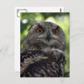 フクロウ ポストカード (正面/裏面)
