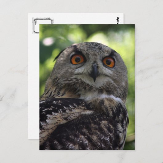 フクロウ ポストカード (正面/裏面)