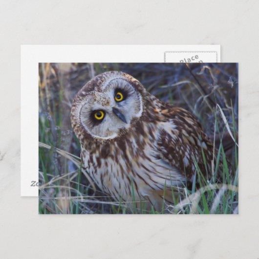 フクロウ ポストカード (正面/裏面)