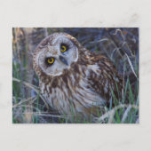フクロウ ポストカード (正面)