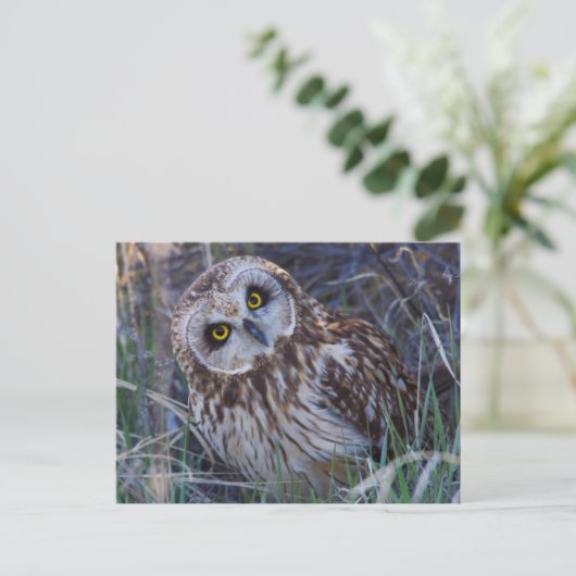 フクロウ ポストカード (スタンド正面)