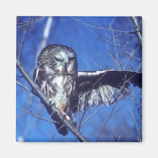 フクロウ マグネット (正面)