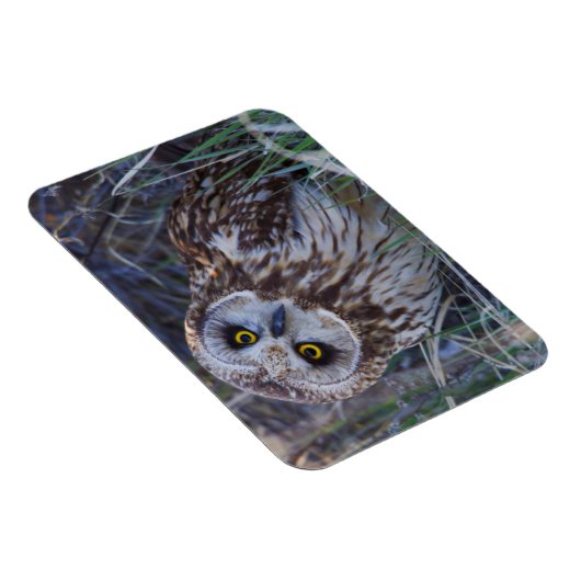 フクロウ マグネット (右側)