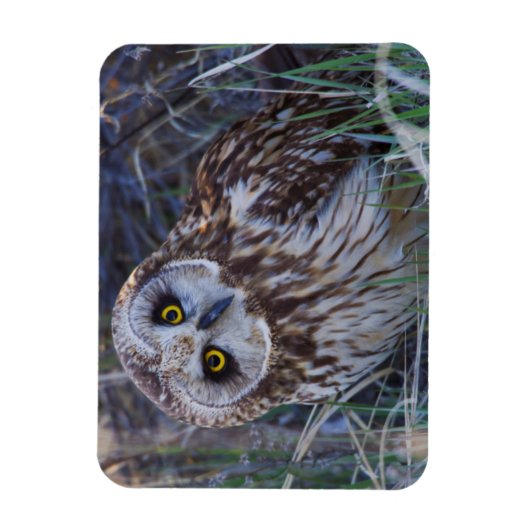 フクロウ マグネット (縦)