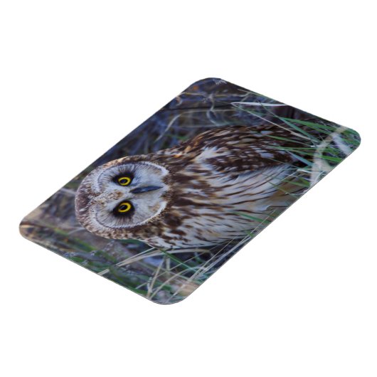 フクロウ マグネット (左側)