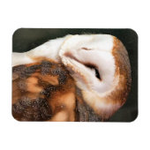 フクロウ マグネット (横)