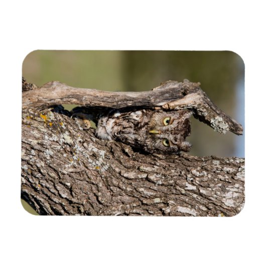 フクロウ マグネット (横)