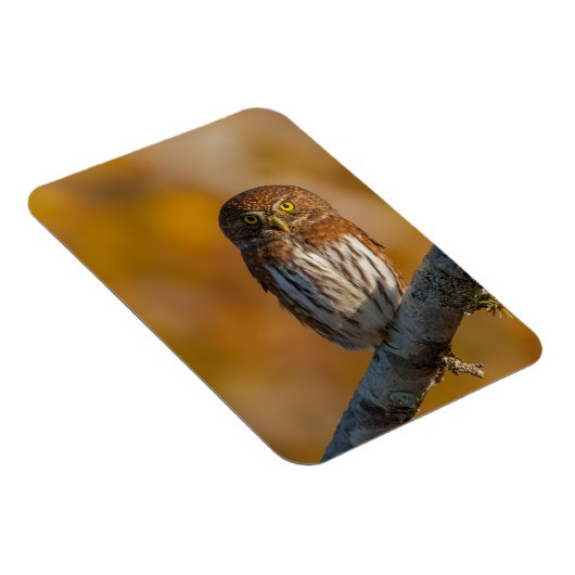 フクロウ マグネット (右側)