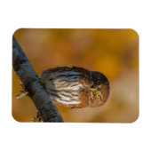 フクロウ マグネット (横)