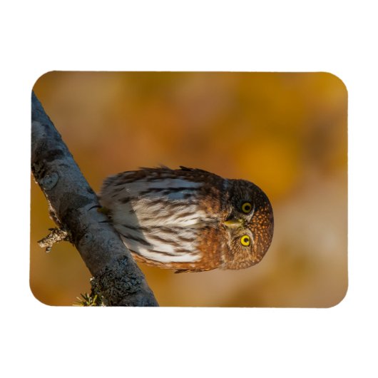 フクロウ マグネット (横)