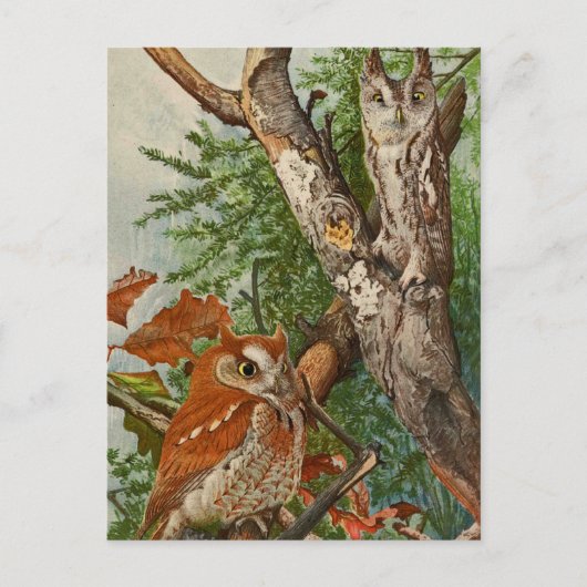 フクロウ（色の位相） ポストカード (正面)