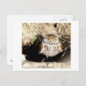 フクロウ。 郵便はがき ポストカード (正面/裏面)