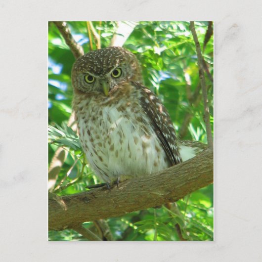フクロウ 鳥 動物 枝 自然 木 ポストカード (正面)