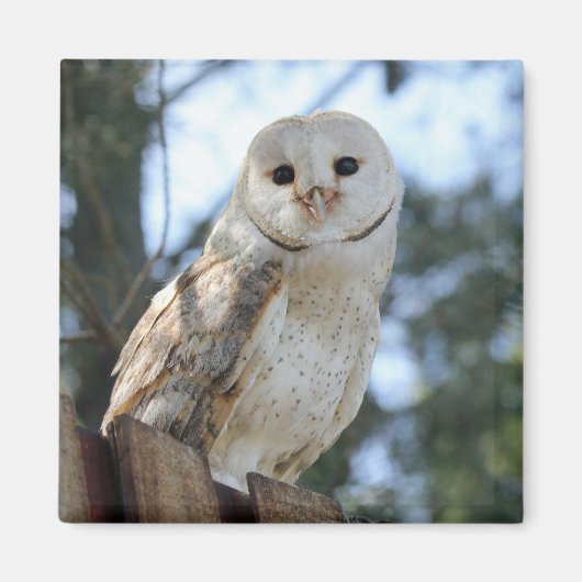 フクロウ 鳥 動物 羽根 自然 平和 愛 運命 マグネット (正面)