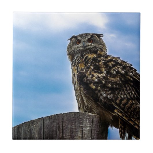 フクロウ 鳥 羽根 動物 自然 運命 平和 愛 タイル (正面)