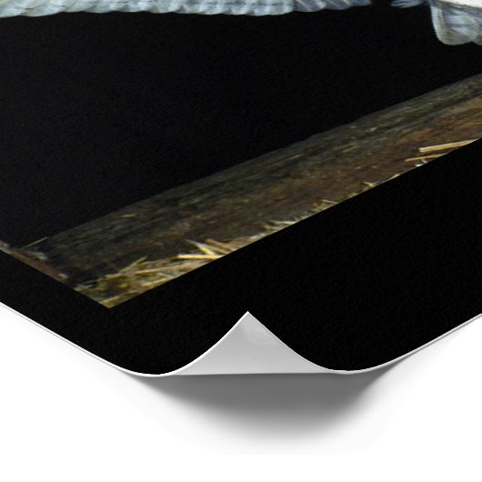 フクロウ(6) ポスター (角)