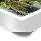 フクロウ(Strix occidentalis) 11 x 14 フォトプリント (角)