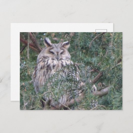 フクロウDIYはがき ポストカード (正面/裏面)