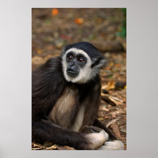 フクロテナガザル (Hylobates Lar) Monkeyland ポスター (正面)