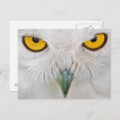 フクロフクロウ ポストカード (正面/裏面)