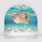 フグおもしろいフの警告魚：圧力の下でパフを膨らませる (裏面)