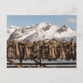 フグをロフテン ポストカード (正面)