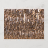 フグをロフテン ポストカード (正面)