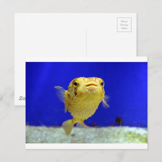 フグ ポストカード (正面/裏面)