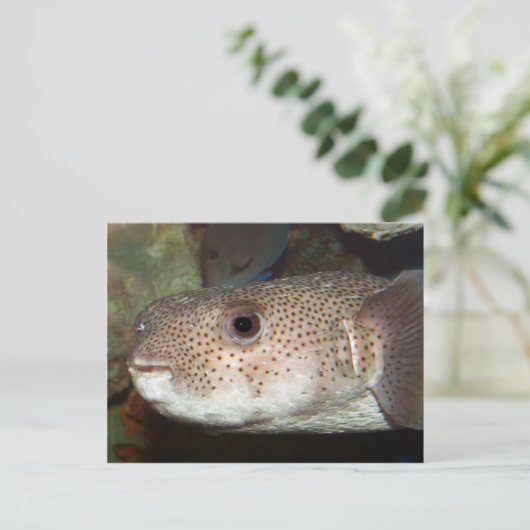 フグ ポストカード (スタンド正面)